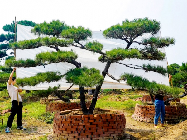 培育造型黑松的技巧有很多，你都知道有哪些？