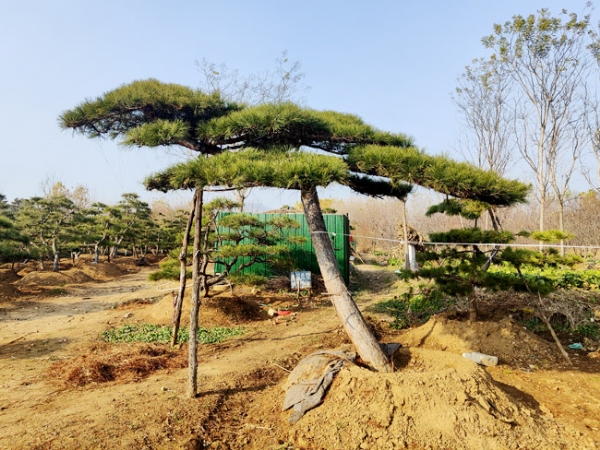 造型松移栽的時(shí)候?qū)ν寥烙泻我螅?><h4><a href=